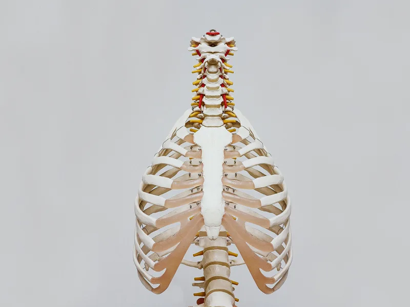 How X-Rays works at Alma Sana Chiropractic Studio